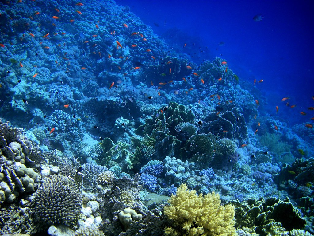 Рифы в национальном парке Рас-Мохаммед