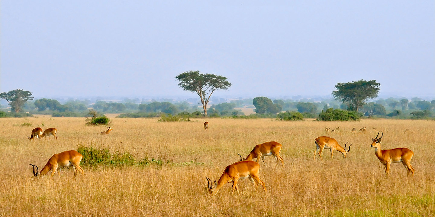 Сафари в Уганде